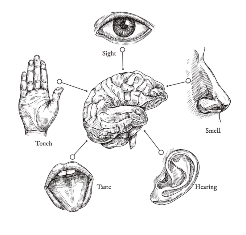illustration-of-the-5-senses